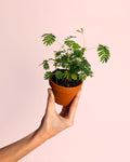 Mimosa Púdica – Planta Sensitiva Mini