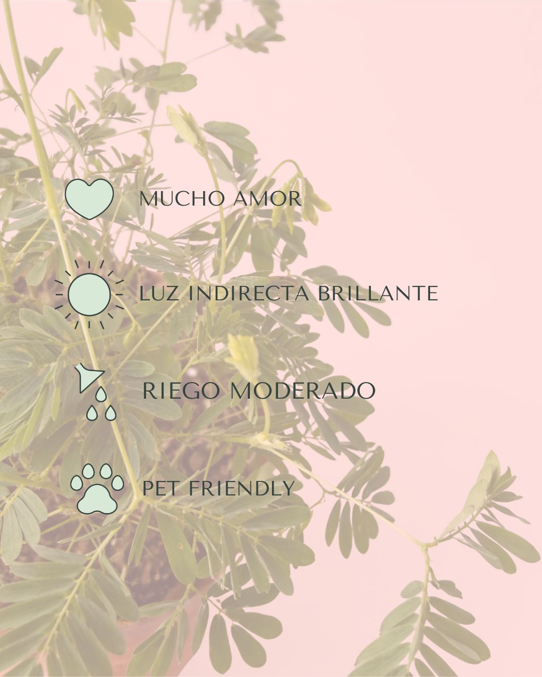 Mimosa Púdica – Planta Sensitiva Mini - Pur Plant