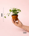 Mimosa Púdica – Planta Sensitiva Mini - Pur Plant