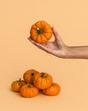 Mini Calabaza Jack - Pur Plant