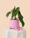 Mini Happy Pot Rosa Pastel – 6 cm - Pur Plant