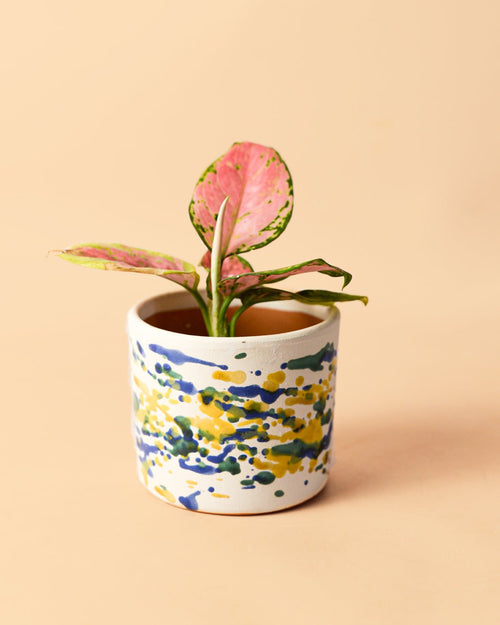 Mini Maceta Pollock S – 9 cm - Pur Plant
