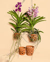 Mini Maceta Terracota para Orquideas – 10 cm - Pur Plant