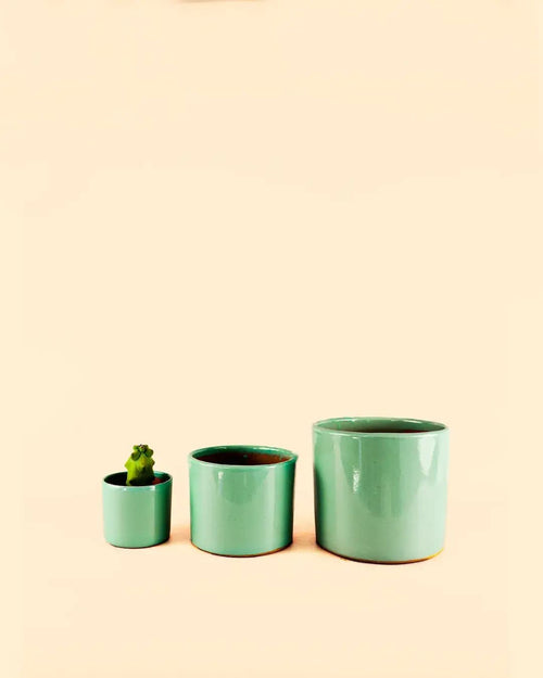Mini Maceta Terracota Turquesa - Pur Plant