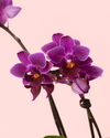 Orquídea Mix Mini