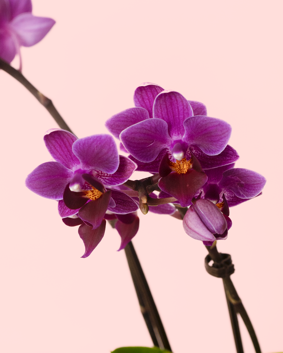 Orquídea Mix Mini