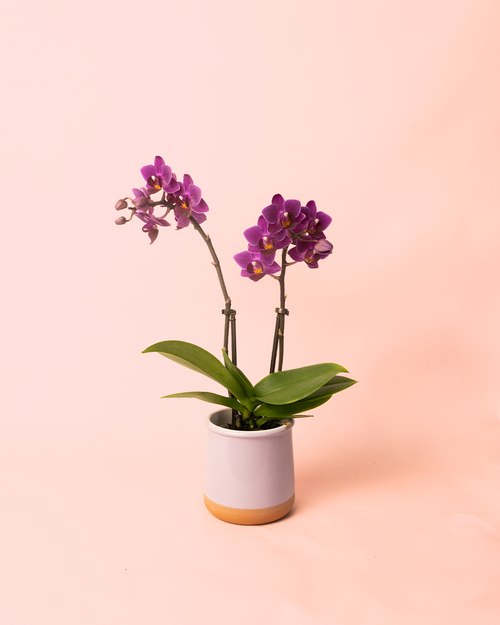 mini-orquidea-lila-maceta_2