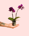 Orquídea Mix Mini