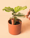 Mini Tubo de Autorriego - Pur Plant