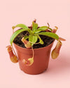 mini_carnivora_nephentes