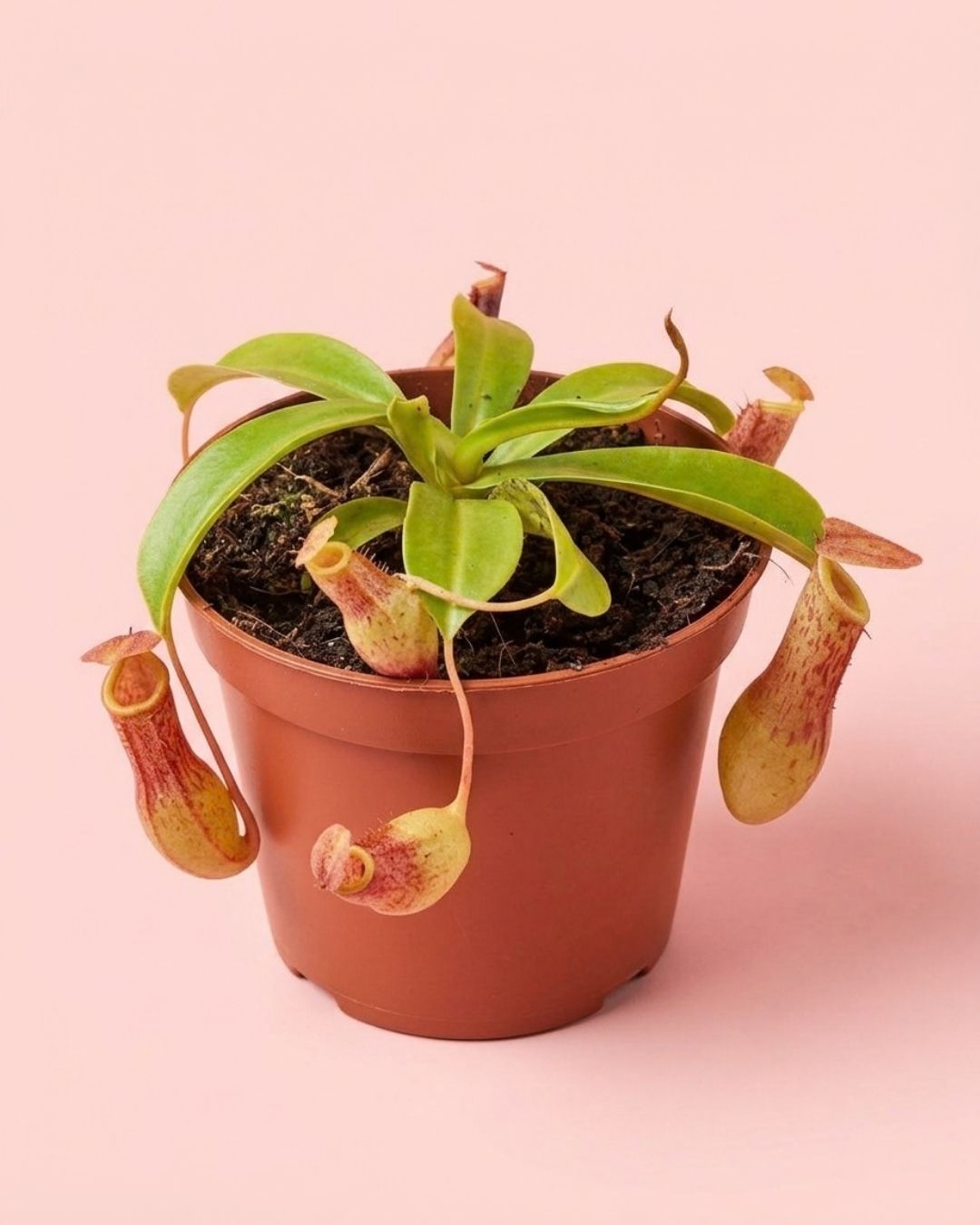 mini_carnivora_nephentes