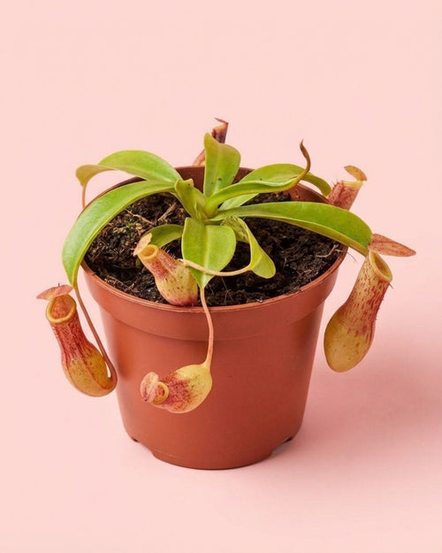 mini_carnivora_nephentes