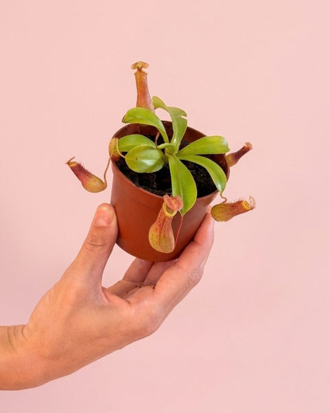 Carnívora Nepenthes Mini