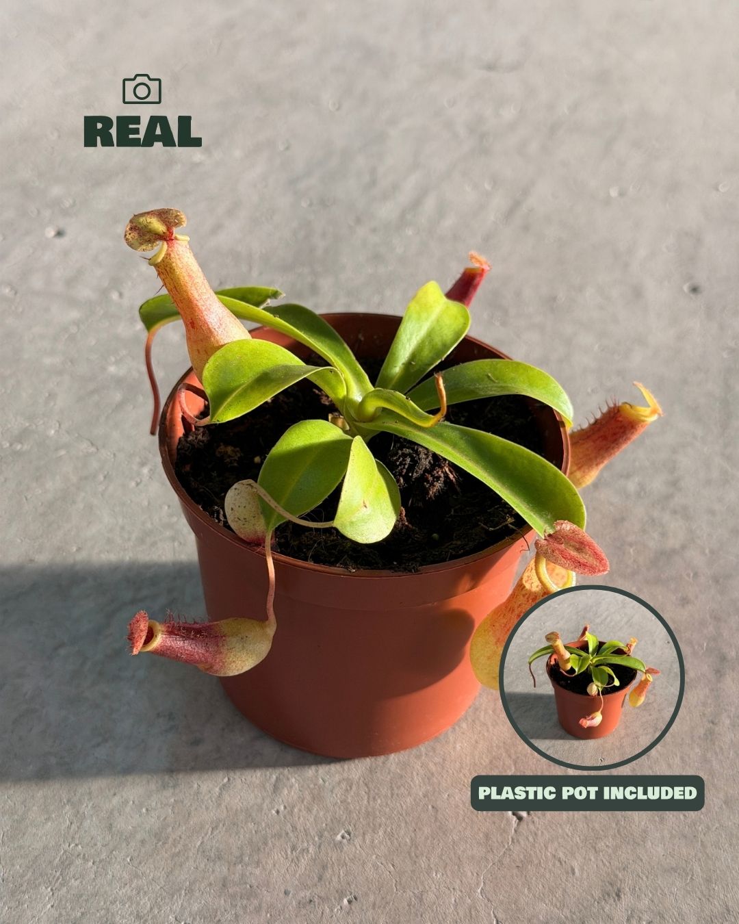 mini_carnivora_nephentes_real