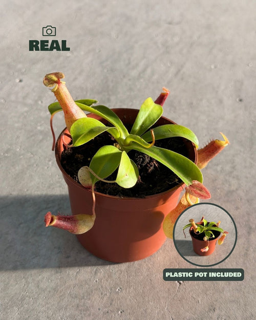 mini_carnivora_nephentes_real