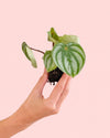 mini_peperomia_watermelon