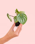 Peperomia Watermelon Mini