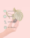 mini_peperomia_watermelon_care