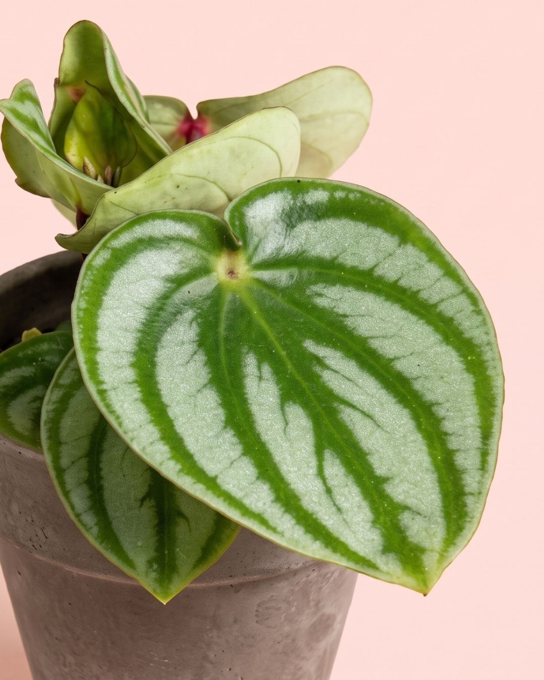mini_peperomia_watermelon_detail