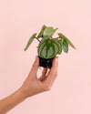 mini_peperomia_watermelon_plant