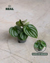 mini_peperomia_watermelon_real