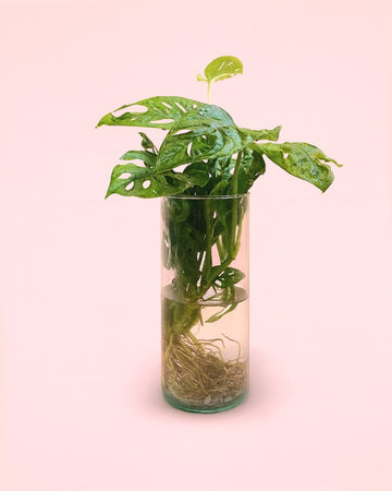 Monstera Adansonii Hidroponia