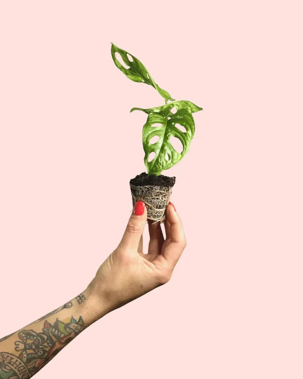 Como Cuidar da Monstera Adansonii