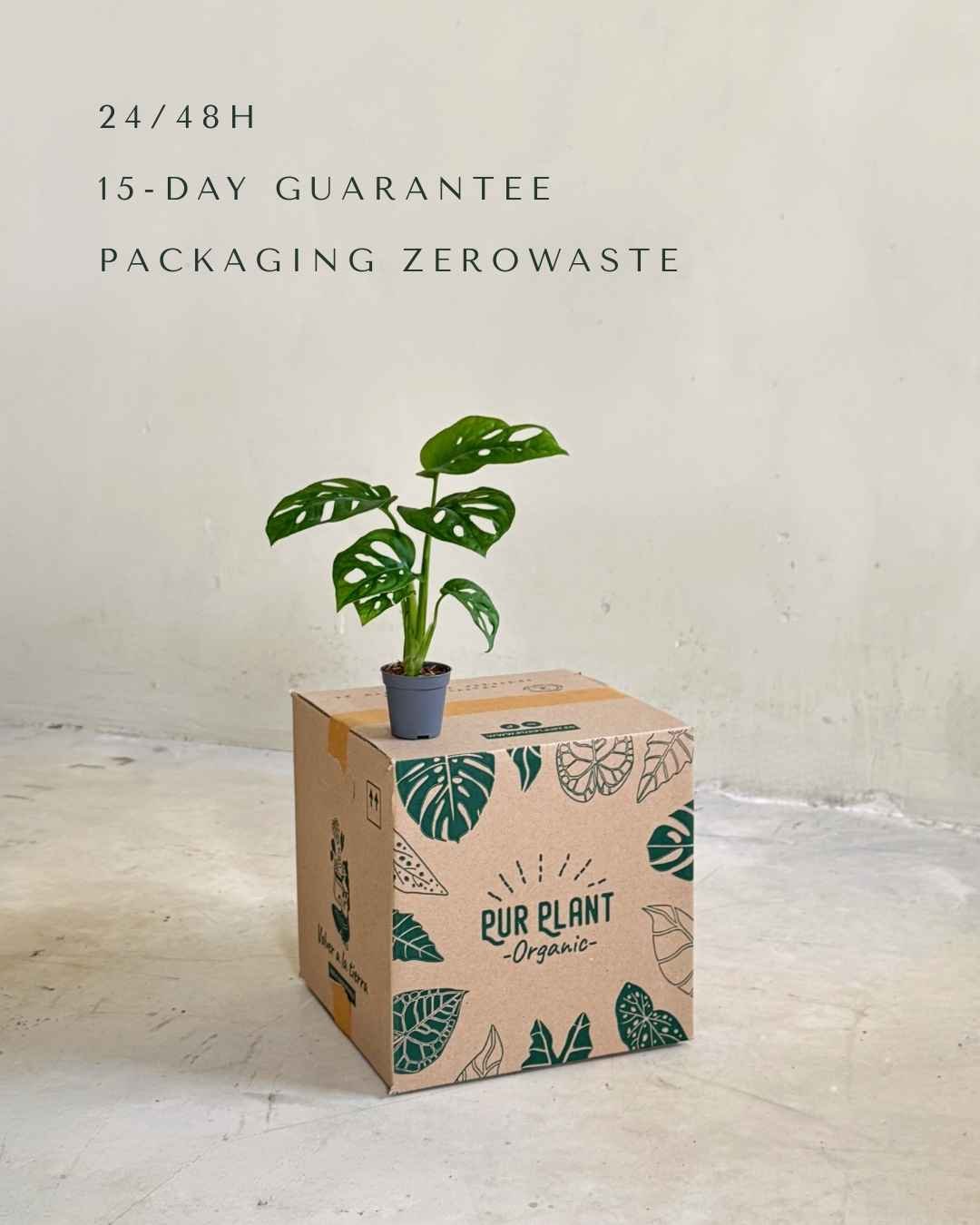 Monstera Adansonii Mini - Pur Plant