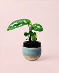 Monstera Adansonii Mini com Vaso de Cerâmica