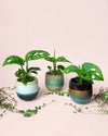 Monstera Adansonii Mini con Maceta Cerámica - Pur Plant