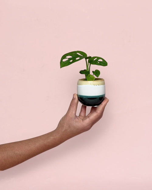 Monstera Adansonii Mini con Maceta Cerámica - Pur Plant