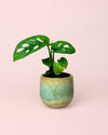 Monstera Adansonii Mini con Maceta Cerámica - Pur Plant