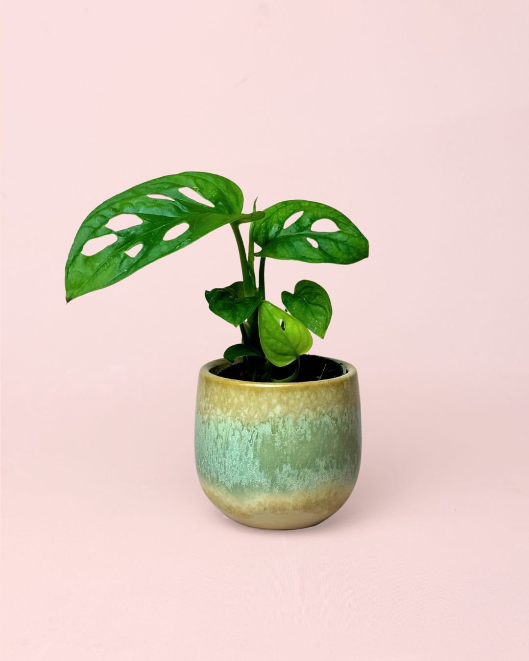 Monstera Adansonii Mini con Maceta Cerámica - Pur Plant