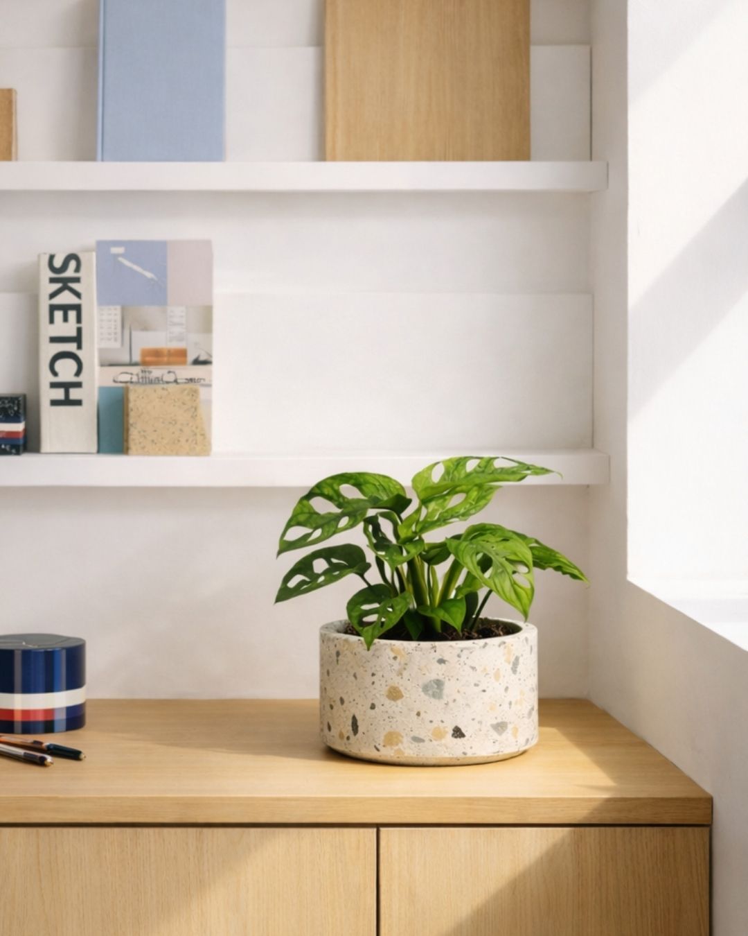 Monstera Adansonii Mint M - Pur Plant
