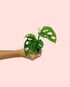 Monstera Adansonii Mint Mini - Pur Plant