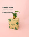 Monstera Adansonii Mint Mini - Pur Plant