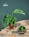 Monstera Adansonii Mint Mini - Pur Plant