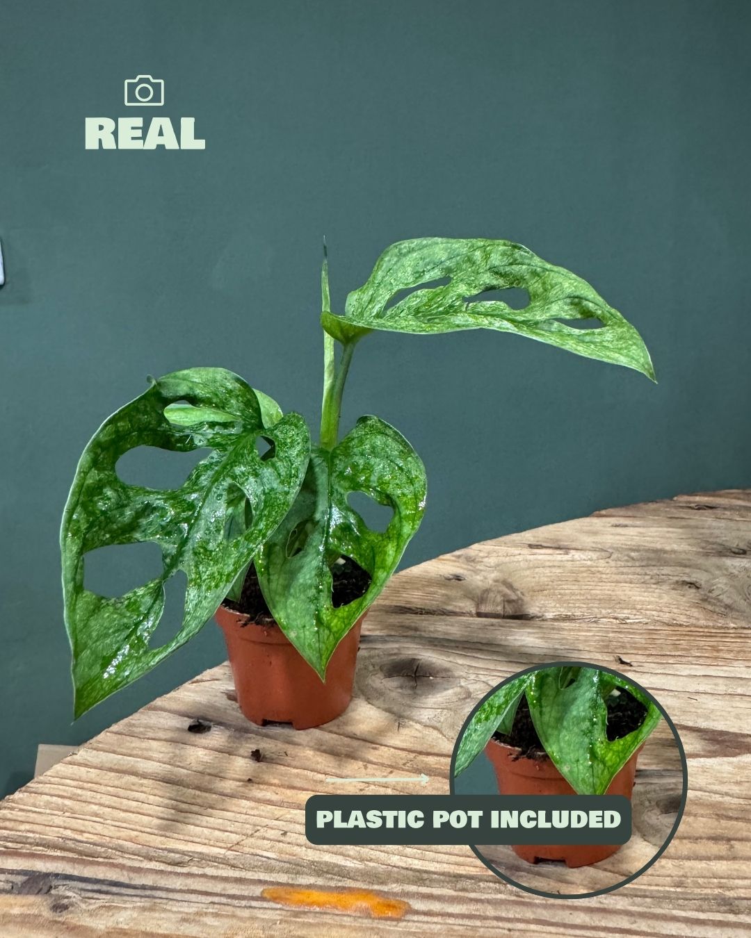 Monstera Adansonii Mint Mini - Pur Plant