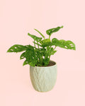 Monstera Adansonii com Vaso Cerâmico Leaf