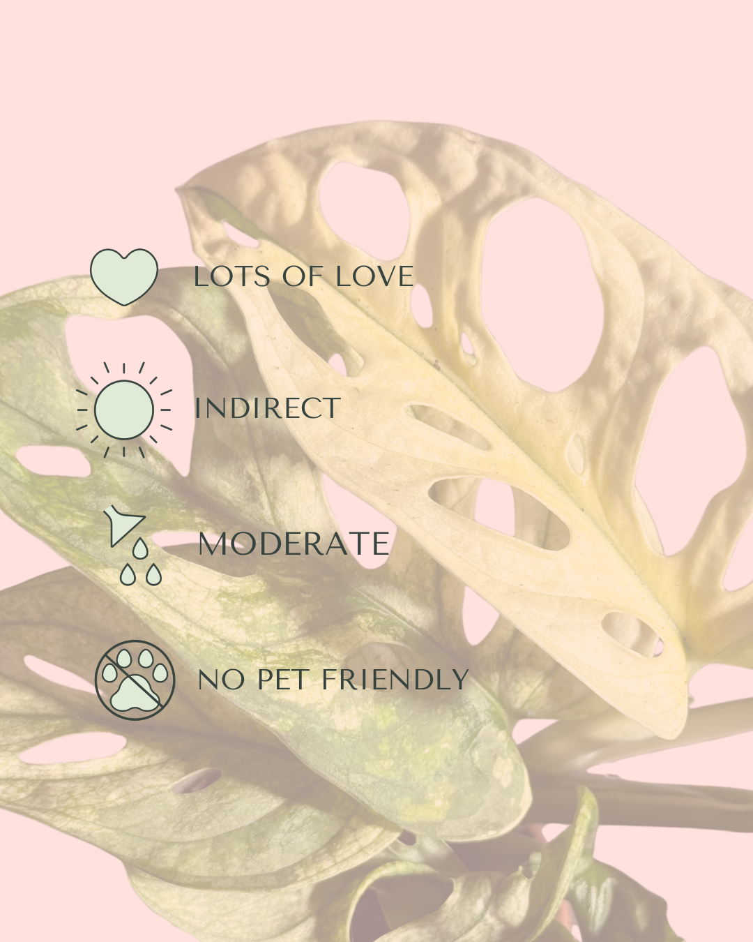 monstera-adasonii-variegada-mini-care