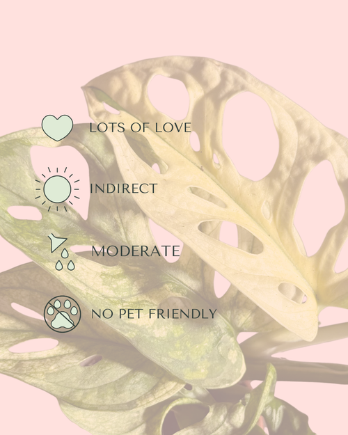 monstera-adasonii-variegada-mini-care