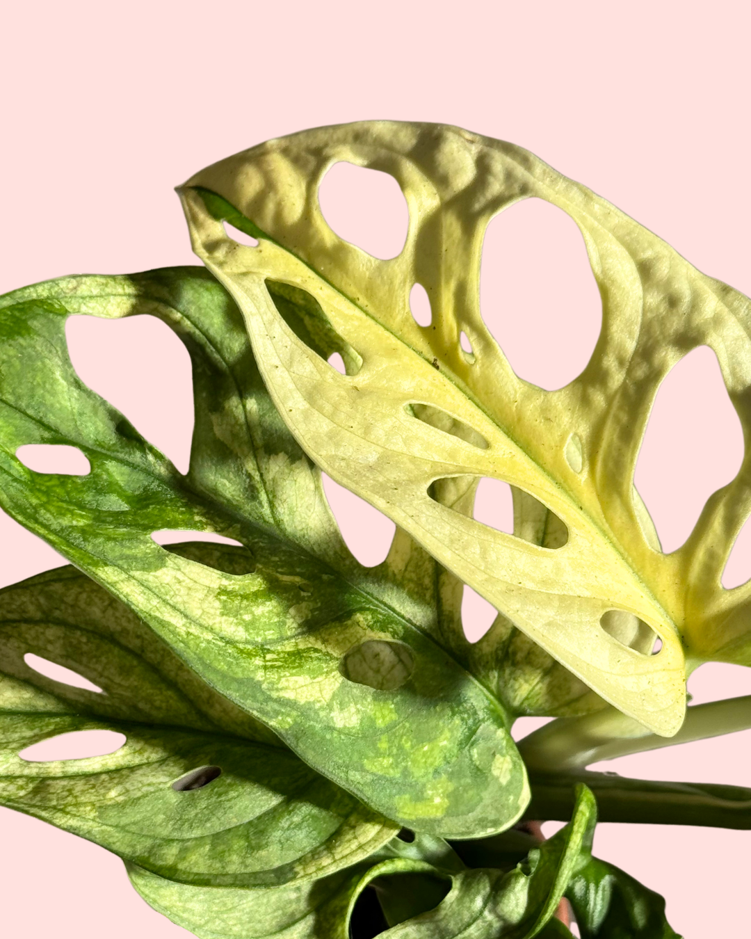 monstera-adasonii-variegada-mini-detail