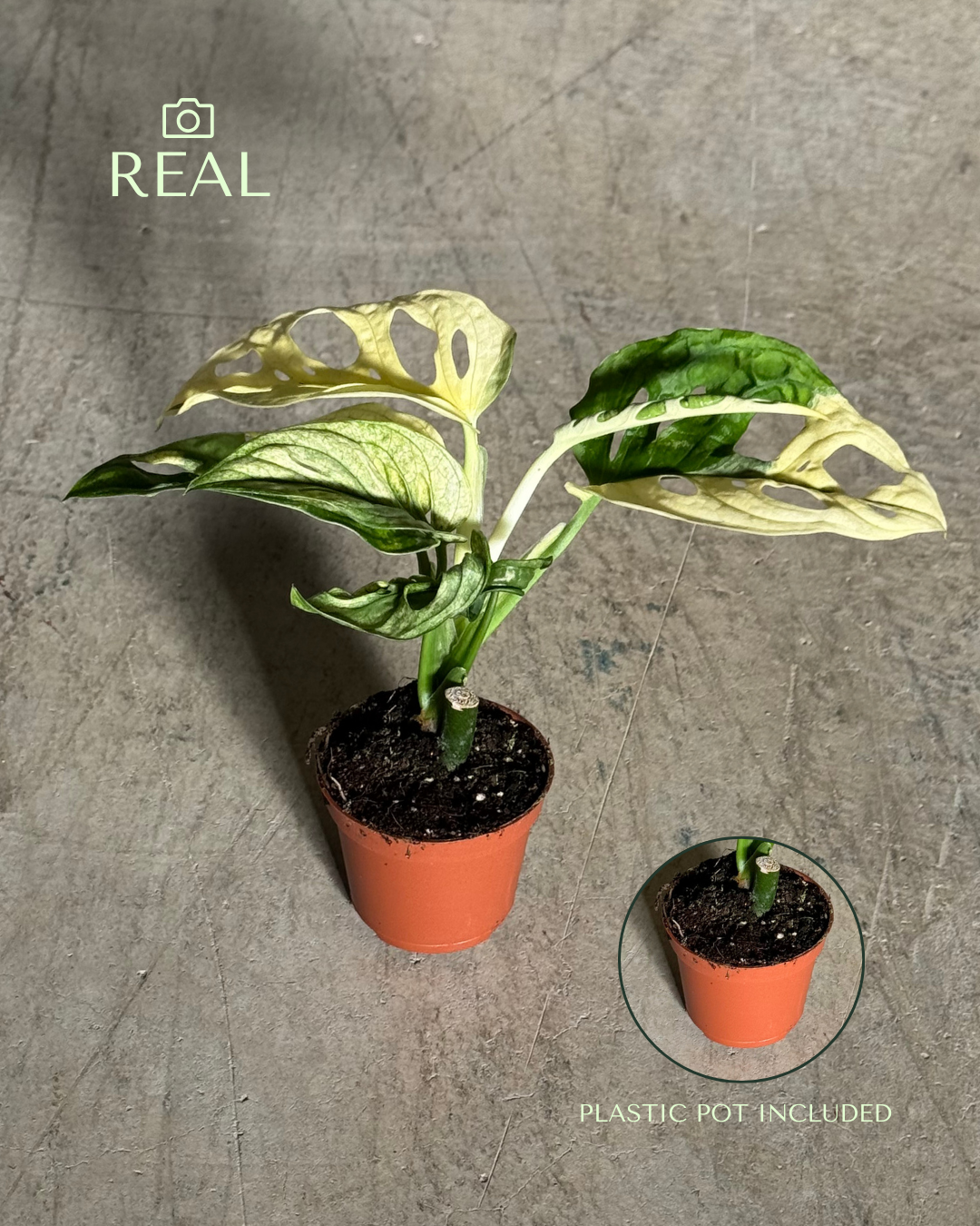 monstera-adasonii-variegada-mini-real