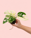 monstera-adasonii-variegada-mini