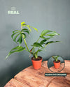 Monstera Burle Marx L - Pur Plant