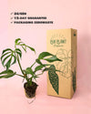 Monstera Burle Marx L - Pur Plant
