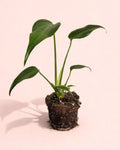 Monstera Burle Marx M