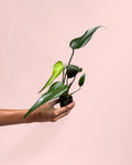 Monstera Burle Marx Mini
