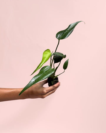 Monstera Burle Marx Mini