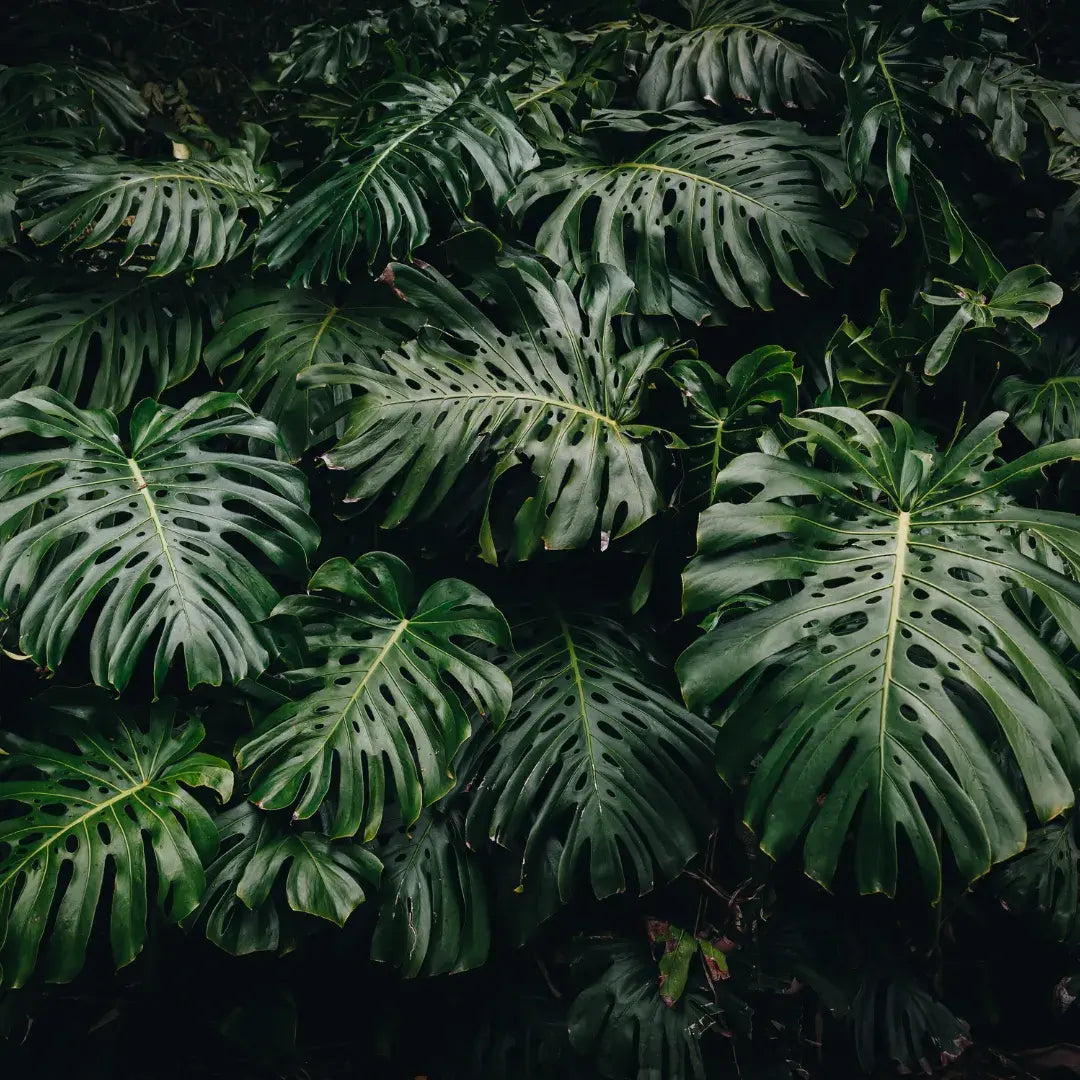 Como Cuidar da Monstera